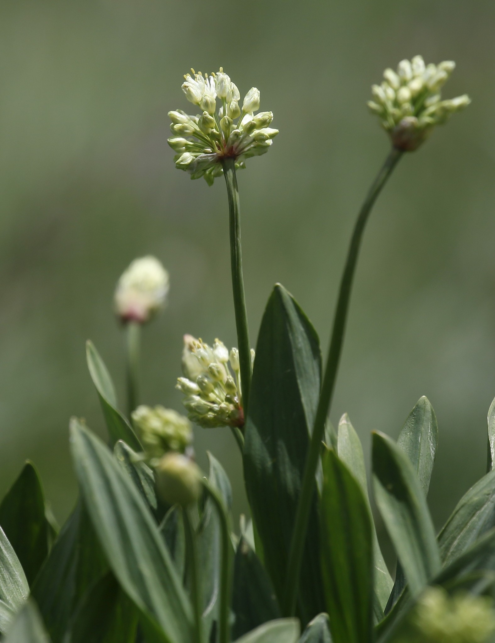 Allium victorialis