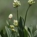 Alpine Leek - Photo (c) Luca Boscain, some rights reserved (CC BY-NC), uploaded by Luca Boscain