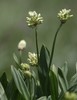 Allium victorialis - Photo (c) Luca Boscain, algunos derechos reservados (CC BY-NC), subido por Luca Boscain