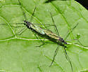 Gnophomyia tristissima