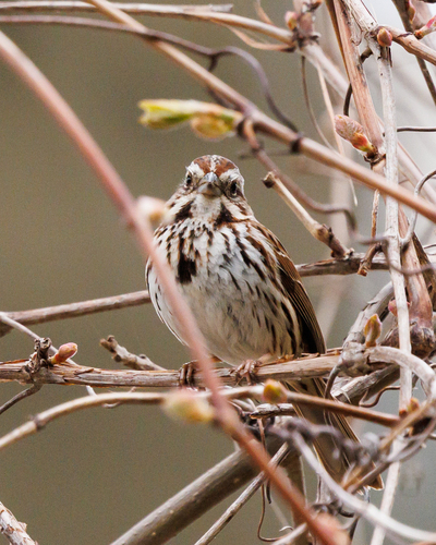 Song Sparrow photographed in Minnesota