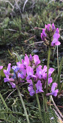 Oxytropis borealis viscida