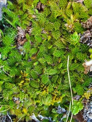 Anisotome imbricata prostrata
