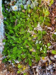 Anisotome imbricata prostrata