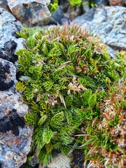 Anisotome imbricata prostrata