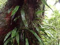 Loxogramme lanceolata