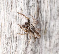 Holoplatys strzeleckii