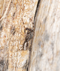 Holoplatys strzeleckii