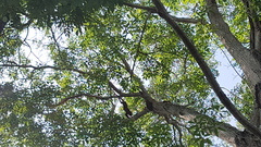 Alouatta