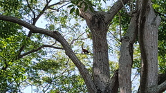 Alouatta