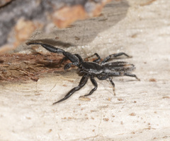 Holoplatys lhotskyi