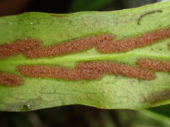 Loxogramme lanceolata