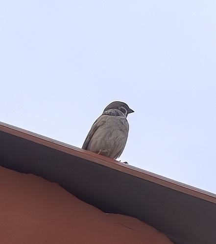 Eurasian Tree Sparrow