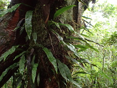 Loxogramme lanceolata