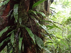 Loxogramme lanceolata