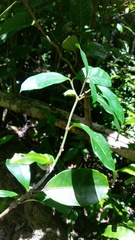 Clusiaceae