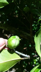 Clusiaceae