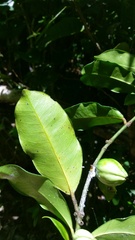 Clusiaceae