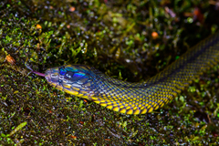 Achalinus formosanus