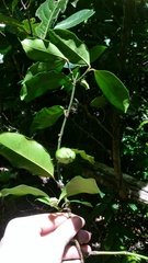 Clusiaceae