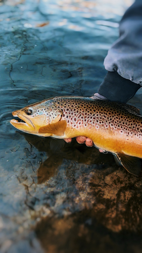 Salmo trutta