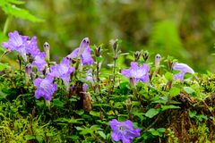 Strobilanthes rankanensis