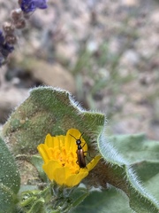 Eupompha