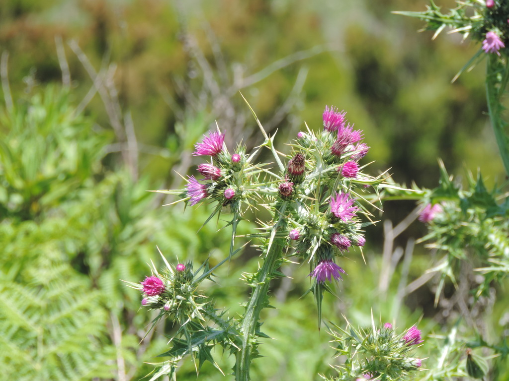 Carduus fasciculiflorus