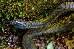 Achalinus formosanus