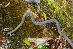 Achalinus formosanus