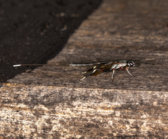 Gasteruption terminale