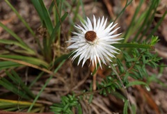 Helichrysum leucopsideum