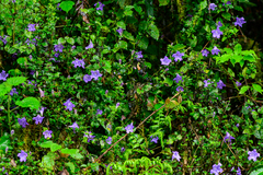 Strobilanthes rankanensis