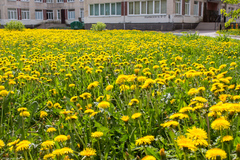 Taraxacum officinale