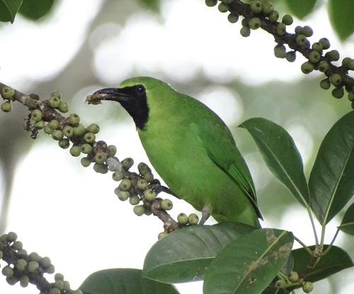 Greater Green Leafbird (Chloropsis sonnerati), photo 4