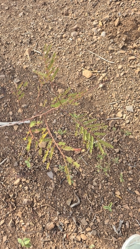Acaciella glauca observed 2026-04-27