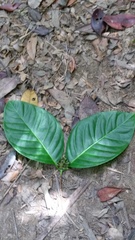 Image of Psorospermum chionanthifolium