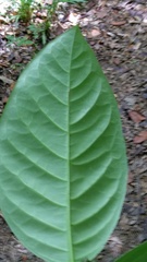 Psorospermum chionanthifolium image