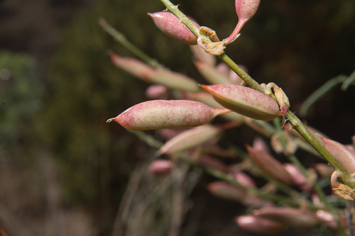Astragalus tortipes