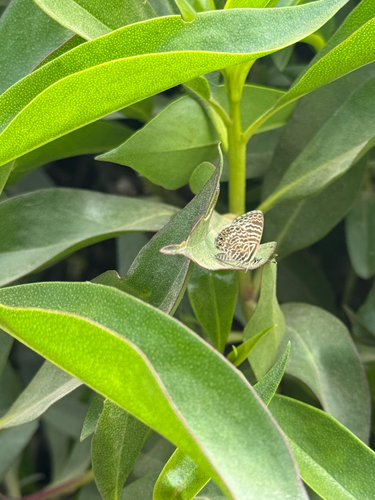 Leptotes trigemmatus