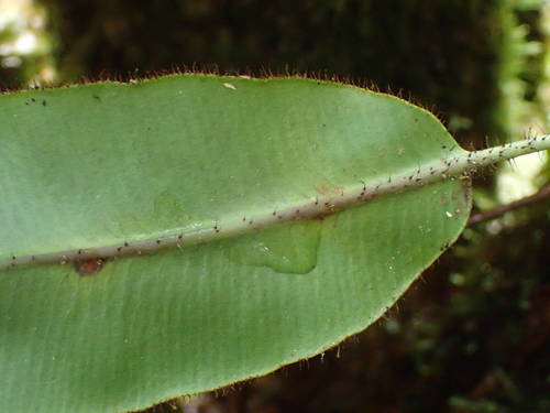 Elaphoglossum hybridum image