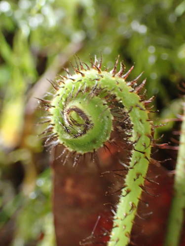 Elaphoglossum hybridum image