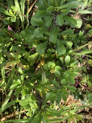 Coleostephus myconis