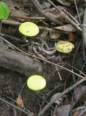 Pulveroboletus