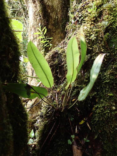 Elaphoglossum hybridum image