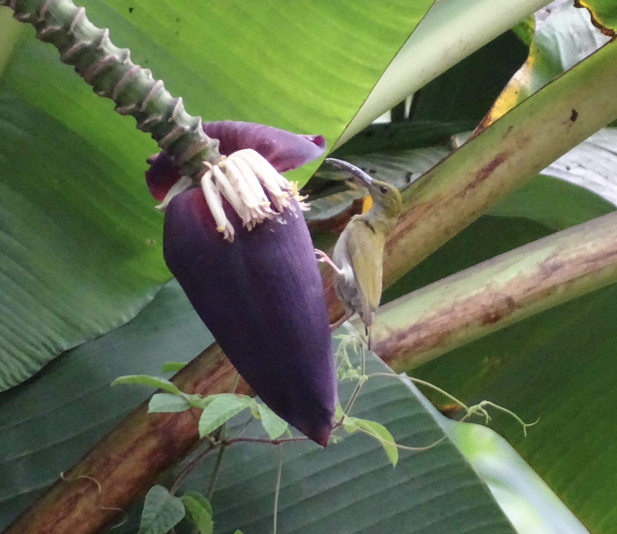 Grey-breasted Spiderhunter (Arachnothera modesta), photo 2