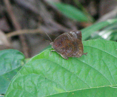 Arhopala centaurus nakula