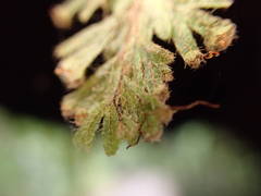 Hymenophyllum capillare