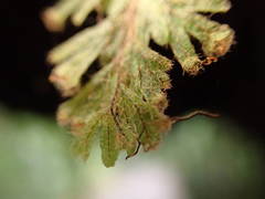 Hymenophyllum capillare