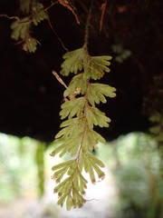 Hymenophyllum capillare